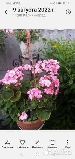 Пеларгония герань