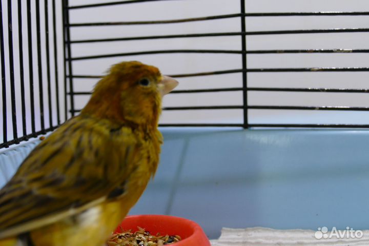 Кенара и канарейки