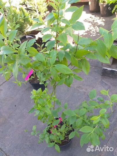 Голубика разные сорта