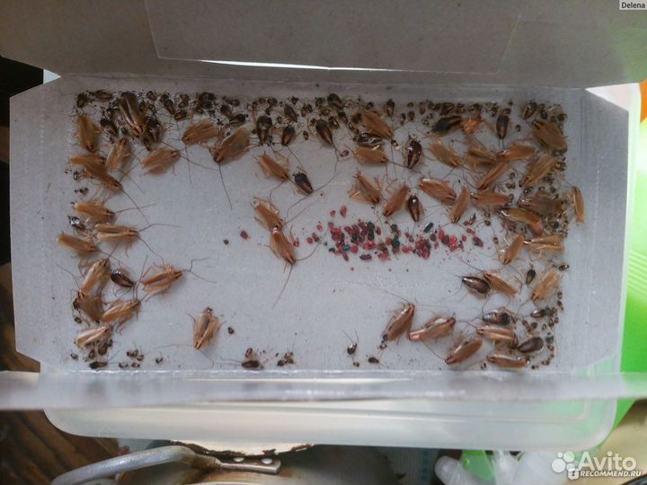 Дезинфекция обработка от клещей, тараканов, клопов