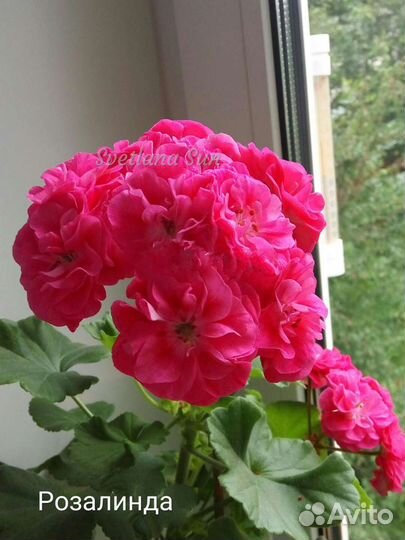 Пеларгонии сортовые Австралийская роза, Розалинда