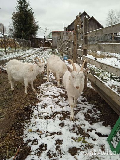 Козлик и козочка на мясо