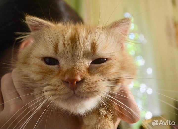 Злата - солнечная кошечка в дар