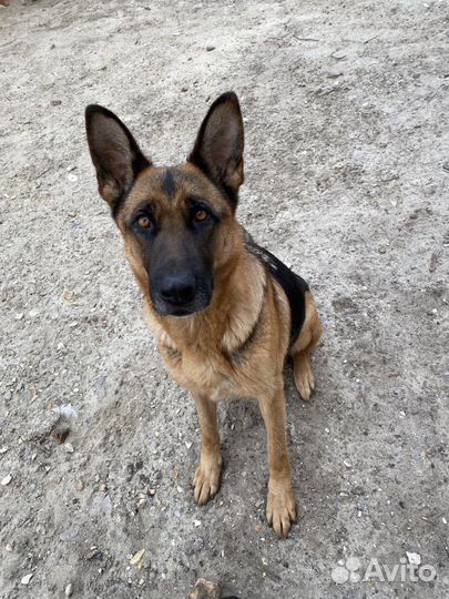 Щенки немецкой овчарки