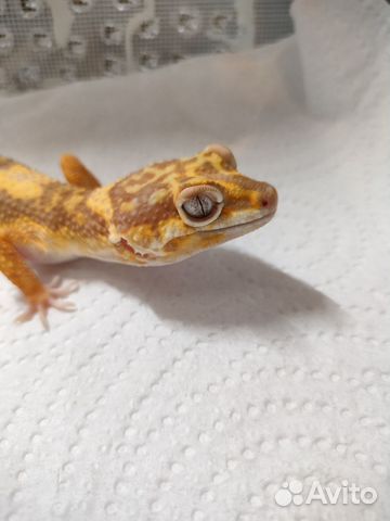 Эублефар Самка Таг Лф Та купить в Москве | Животные и зоотовары | Авито