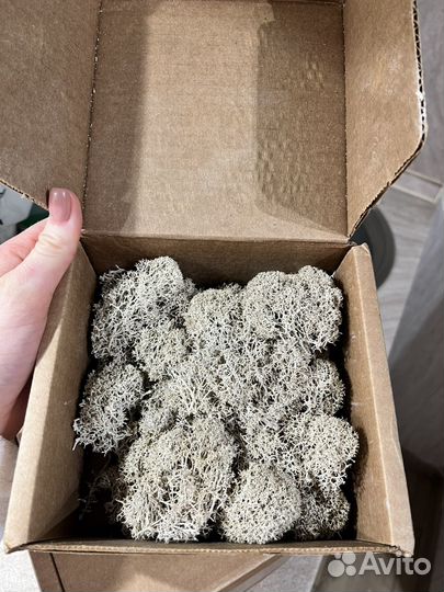 Мох стабилизированный