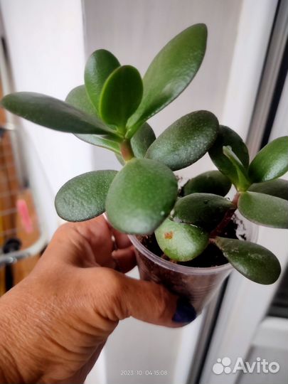 Толстянка крассула (Денежное дерево)