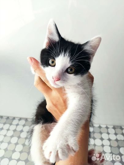 Кот в добрые руки