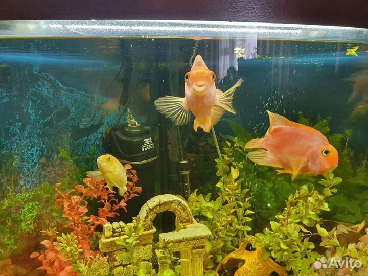 Аквариум Биодизайн Диарама с тумбой и фильтром