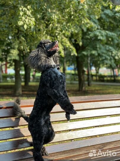 Кобель пуделя для вязки