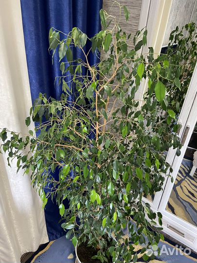 Фикус бенджамина большой