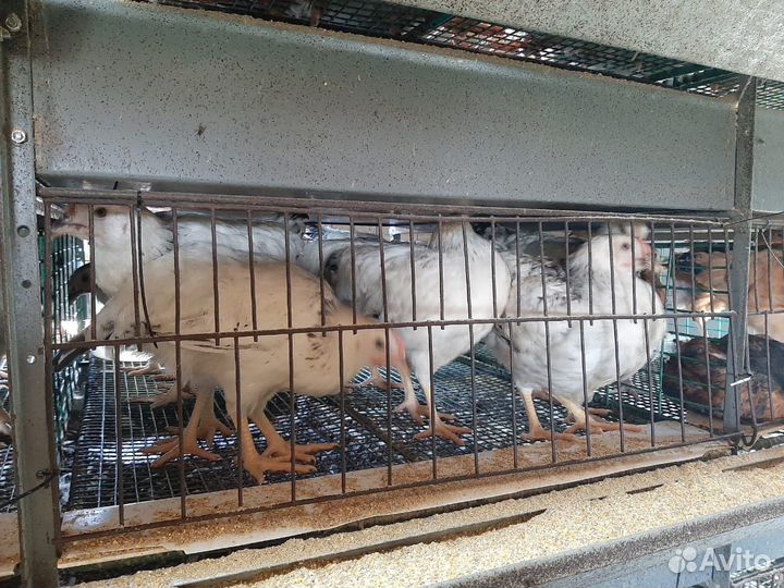 Цыплята несушки