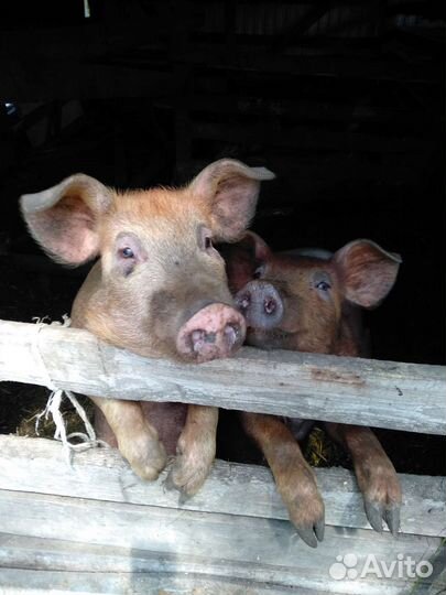 Поросята См-1 и хряк Дюрок на племя
