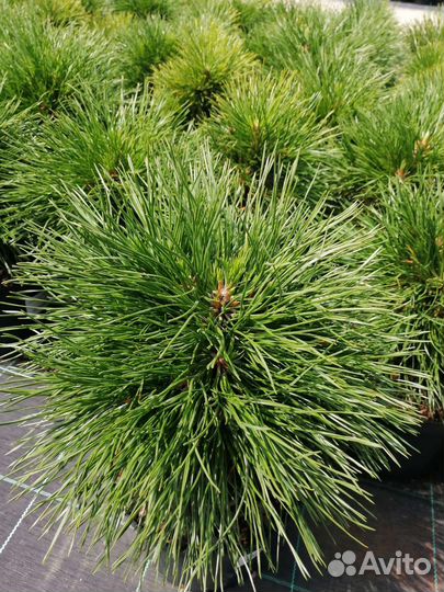Сосна горная декоративная
