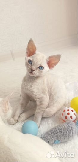 Котёнок девон-рекс девочка