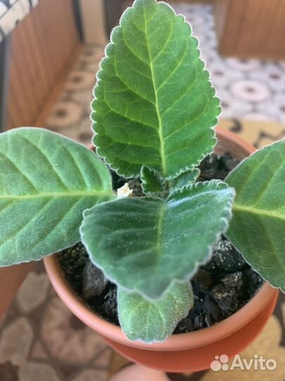 Глоксиния цветущая