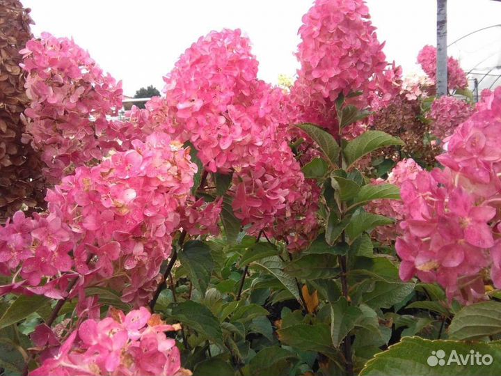 Гортензия метельчатая