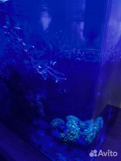 Морской аквариум 60л с живностью
