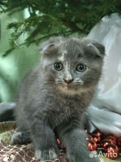 Котейки Мейнфолд