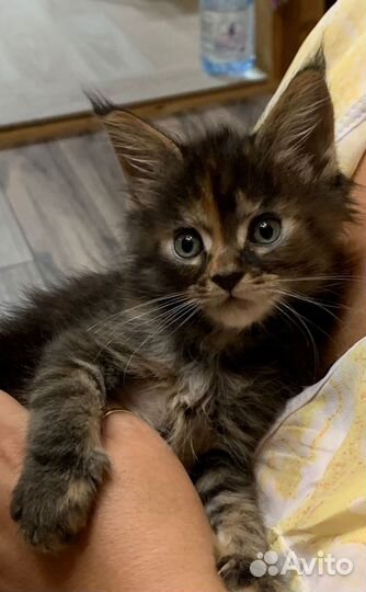 Продам котят мейн кун