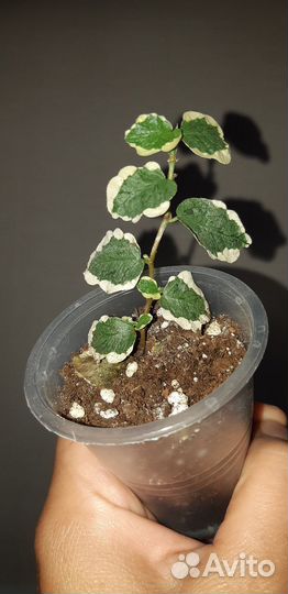 Фикусы пумилы ампельные