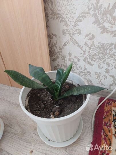 Сансевиерия