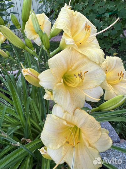 Лилейники сортовые