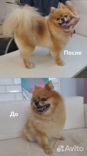 Груминг, стрижка собак и кошек. Выезд на дом