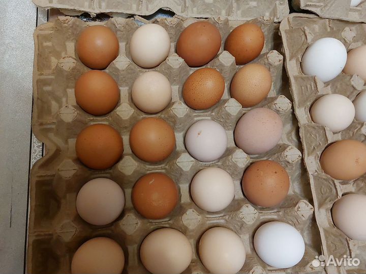 Домашние куриные яйца, перепелиные яйца, фазанов