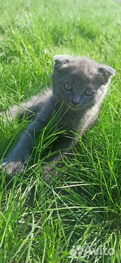 Шотландская вислоухая кошка бесплатно