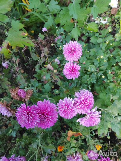 Хризантемы