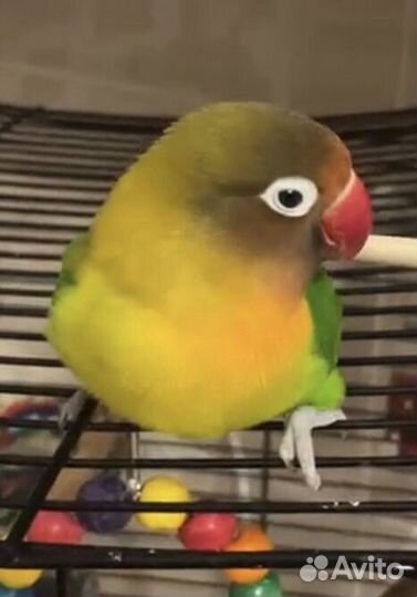 Ожереловый попугай пара