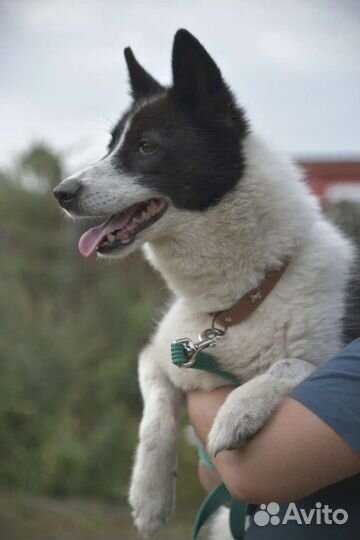 Лайка, ищет дом собака