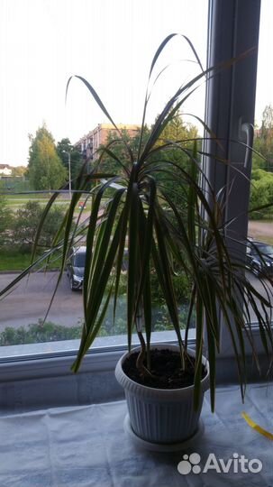 Пальма драцена