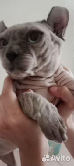 Канадский сфинкс эльф