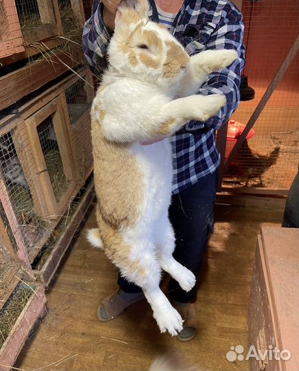 Продам мясо кролика 450р/кг