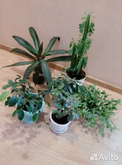 Комнатные цветы