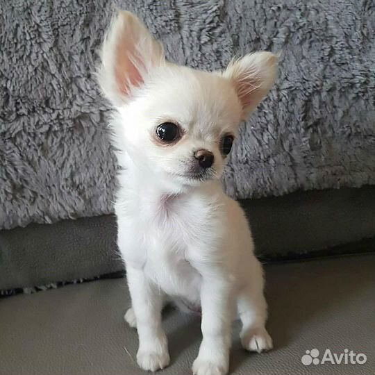 Щенки чихуахуа