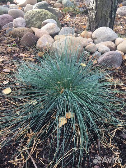 Овсяница сизая