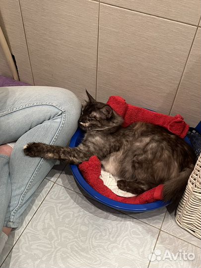 Отдам в добрые руки