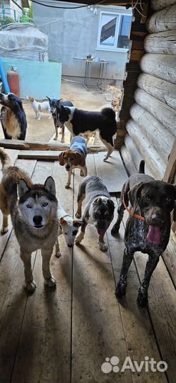 Зоогостиница (передержка животных)