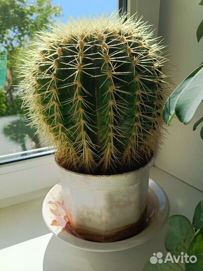Большой кактус