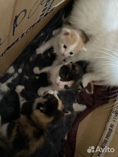 Отдам котяток