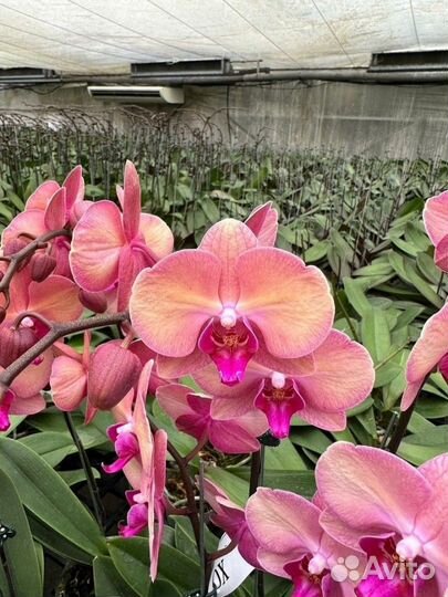 Орхидея Phal. OX Wedding Dress