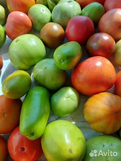 Помидоры. Лук порей. Яблоки сладкие падалка