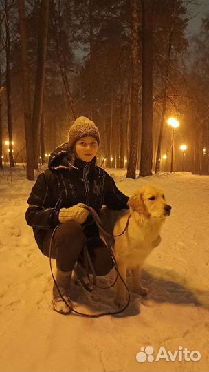 Выгул собак и зооняня