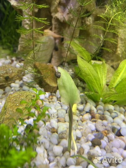 Теодоксус улитка