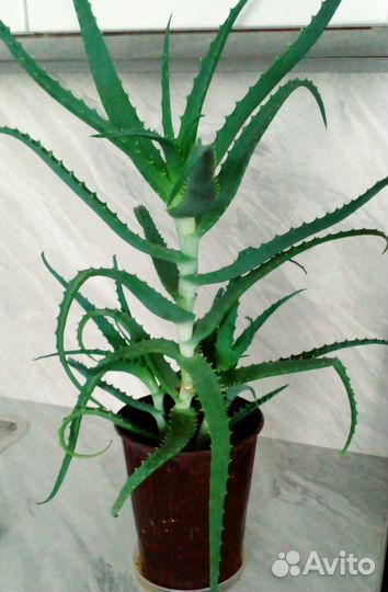 Цветы комнатные