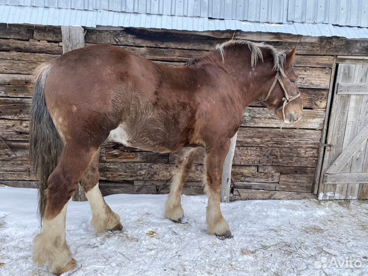 Продажа лошадь жеребец
