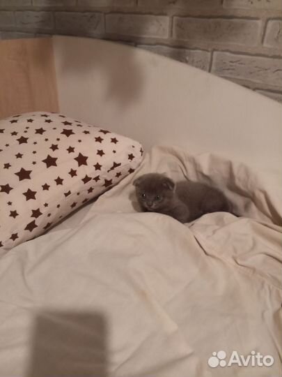 Шотландский вислоух